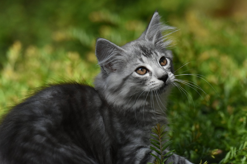 cute, domestic Cat, f/2.8, domestic Animals, gray, nature, D7200, Norwegian Forest Cat, 70-200mm, outdoors, photo, green, pets, laying, young Animal, Nikkor