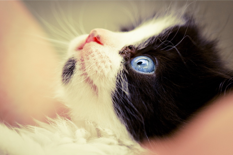 eyes, Innocence, animal, Kitty  Cat, Pet, Macro, fur, mammal, blue, pets, tuxedo cat, cat, Kitten, blue eyes, tuxedo, cute, F/2.8, nature, 2K, Portrait