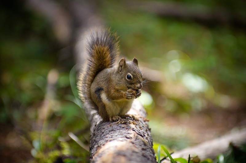 Squirrel, wide  open, pentax  k-5, banff  national  park, branch, canada, eating, brown, banff, tree, f/2.8, beaver, 4k, trail  creek, animals In The Wild