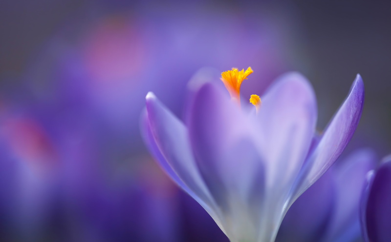 16:10, Stamen, Pistil, focus on foreground, bokeh, freshness, Flower, Yellow, vulnerability, Purple, EF lens, canon 5D mark 2, petal, f/2.8, beauty in nature