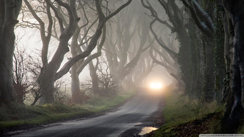 road, 1080P, gnarled, forest, branches, light, nature and landscapes, haunted