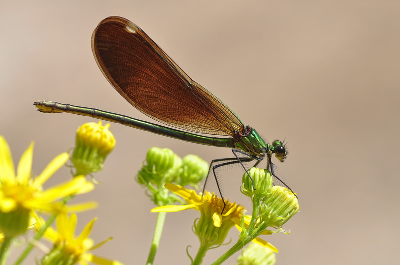 flower, macro, Nikon, 4K, insect, flower bud, hembra, del, Caballito, summer, diablo, green, damselfly, nature, animal, close-up, bud, Zygoptera, perched