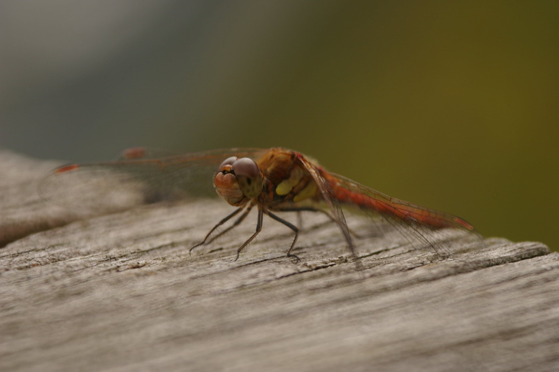 close-up, nature, insect, animal Wing, macro, wwt, dragonfly, wildlife, brown, barnes, london wetland centre, animal, summer, 2K