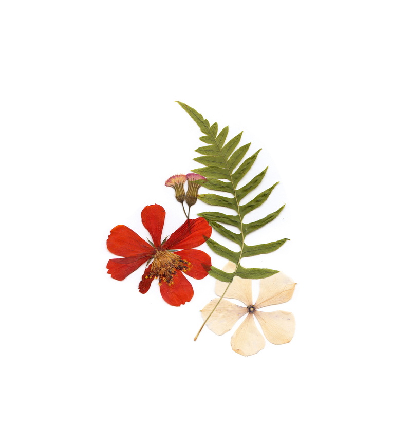 flowering plant, nature, floral, white background, freshness, indoors, flora, leaves, close-up, two, green, growth, vulnerability, flat, plant part, white