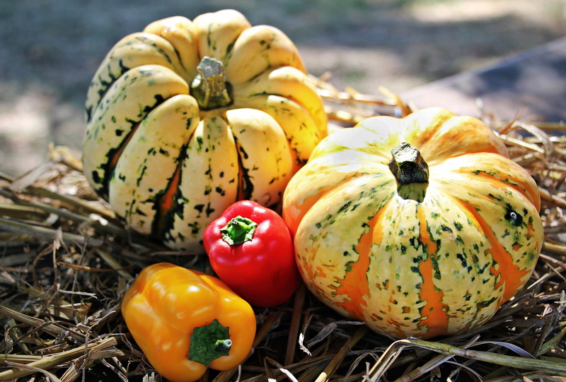 bless you, seasonal, straw, nature, red, tasty, pumpkin, healthy, vegetable, no people, delicious, variation, close-up, paprika, eat, orange Color, outdoors