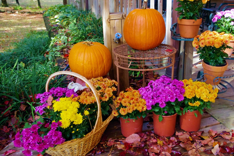 flowering plant, orange color, vegetable, no people, pumpkin, growth, flowerbed, nature, orange, vulnerability, october, color, floral, fall, multi colored