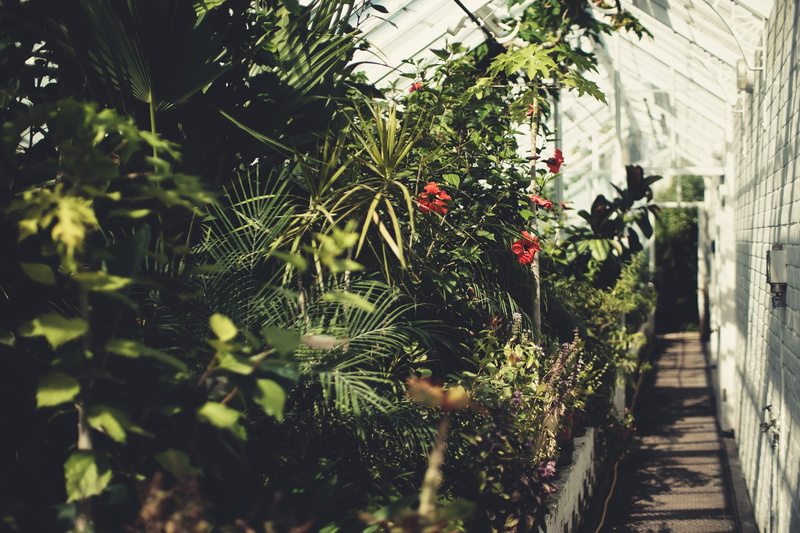 freshness, forest, invertebrate, green color, insect, animal, flower, 4K, tree, firefly, greenhouse, gardening, jungle, selective focus, sunlight, outdoors