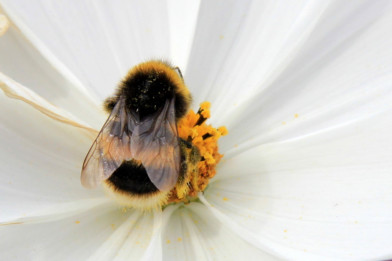 Sussex  County, Geotagged, nature, close-up, British, Digital, South Coast, flower, Holiday, animal, Visitor, Photographer, Snap  Shot, Castle  Gardens