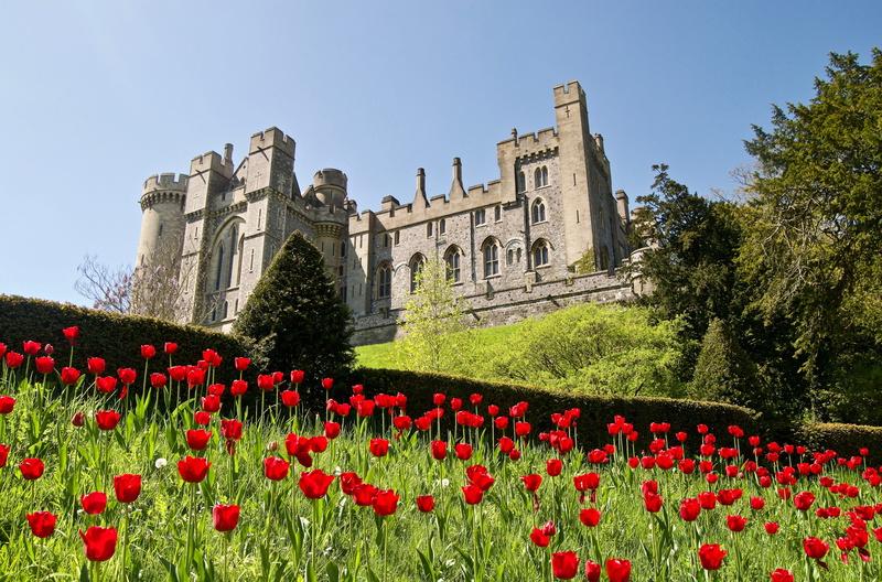 nature, flowering plant, sky, castle, freshness, roses, poppy, springtime, united kingdom, trees, growth, tulip, tree, flower, arundel, no people, red
