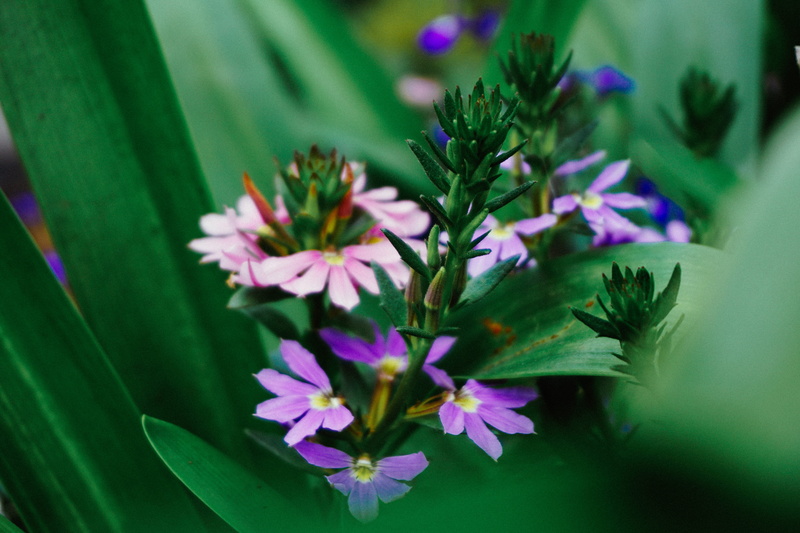tranquility, selective focus, outdoors, environment, leaf, arundel, fragility, no people, plant, beauty in nature, flowerbed, green color, ornamental garden