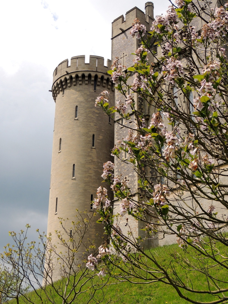 england, day, castle, west sussex, flower, castle-fort, travel destinations, low angle view, beauty in nature, culture, building, tree, tower, architecture