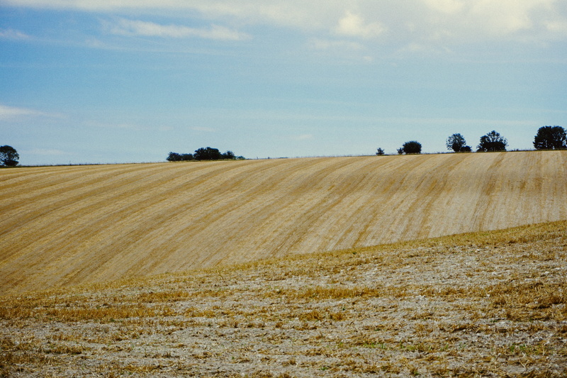 nature, grain, growth, environment, crop, sky, no people, arundel, rolling landscape, agriculture, united kingdom, harvesting, land, scenics - nature, farm