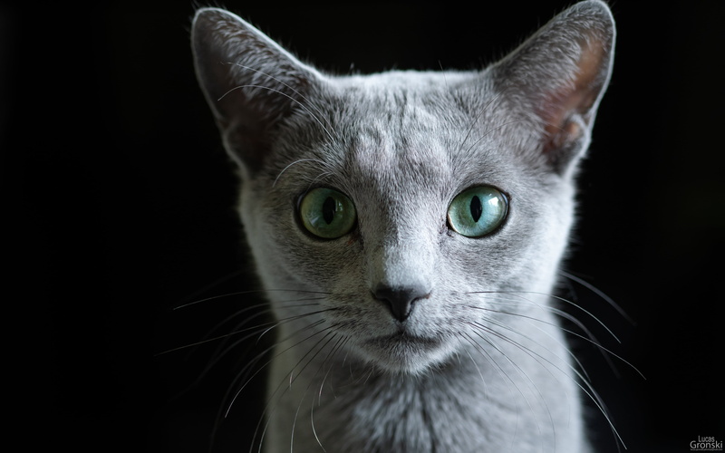 vertebrate, cat eyes, whisker, close-up, domestic animals, one animal, eye, animal eye, no people, feline, studio shot, looking at camera, domestic cat