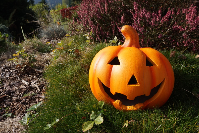 helloween, field, 5K, orange Color, jack O Lantern, autumn, lantern, grass, holiday - event, horror, spooky, ingrowing, autumn decoration, pumpkin, decor