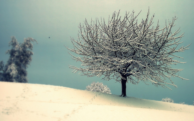 land, isolated, tranquility, 2K, field, dead plant, non-urban scene, bare tree, arid climate, one person, landscape, scenics - nature, plant, tranquil scene
