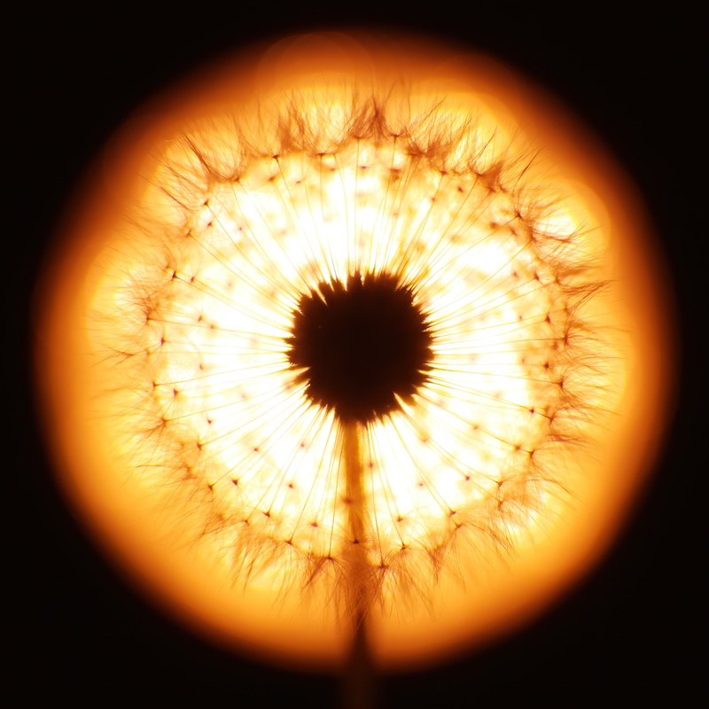 sun, eye, science, human body part, dandelion, 5K, close up, dark, shape, light, blurred motion, backlighting, pattern, nature, flame, iris - eye, structure