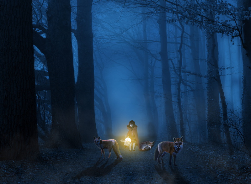 lantern, riding, domestic, light, domestic animals, animal wildlife, plant, mammal, pets, wolves, beside, animal themes, working animal, 4K, mystery, holding