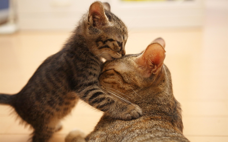 Family, two, coated, Kiss, Kitten, Cat, cats, gray, 2K, black