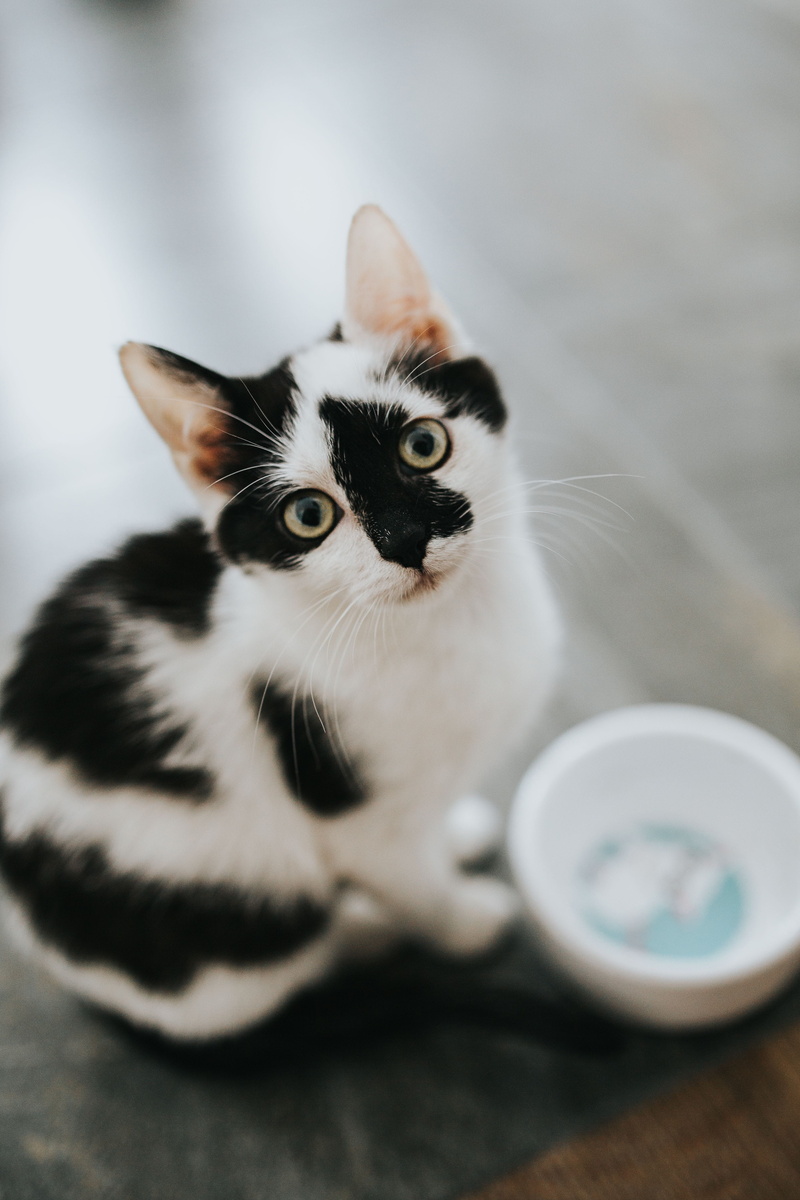 white, looking, feline, whisker, kitten, fur, domestic Cat, indoors, close-up, pet, kitty, pets, no people, Cute, portrait, white cat, selective focus