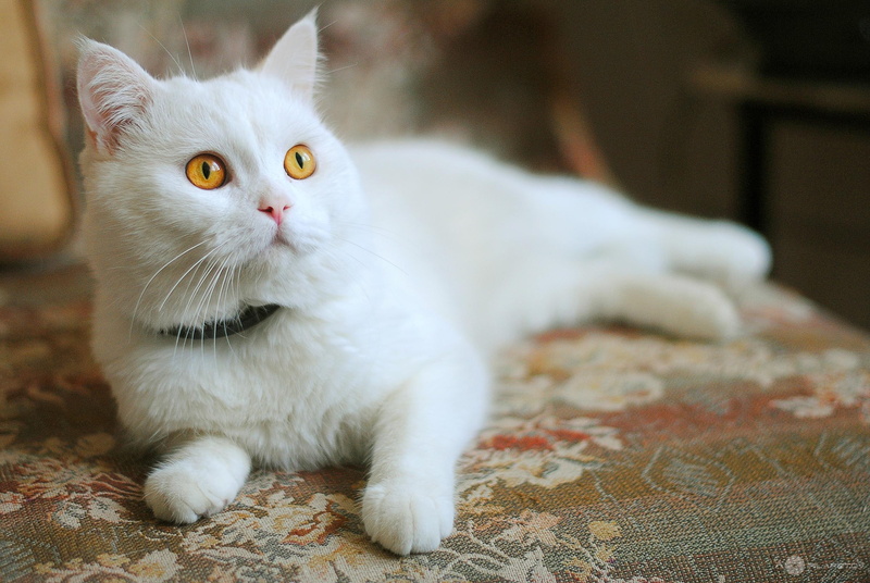 kitty, white, cute, adorable, animals, 2K, white cat