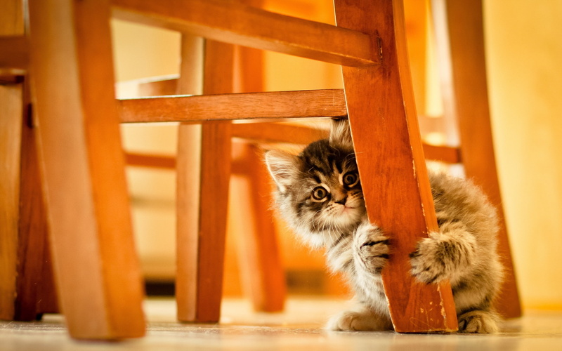 hiding, 2K, cat hiding, background, kitty, cute