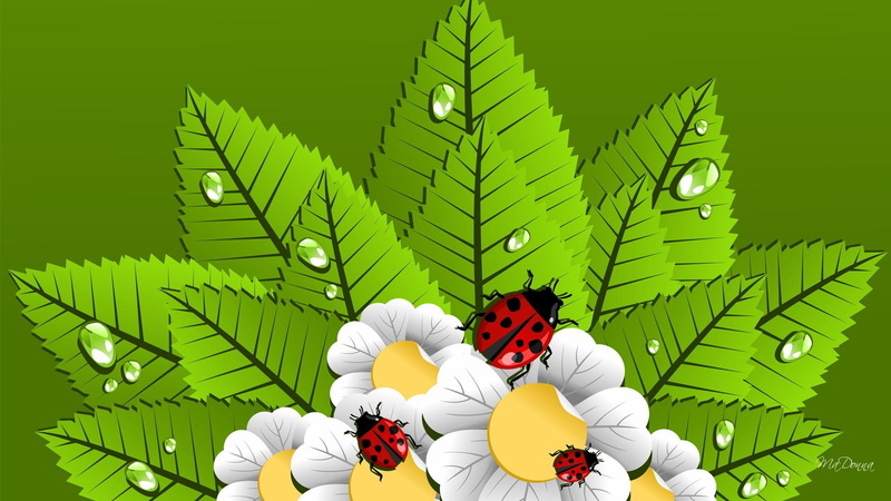 nature and la, summer, flowers, green, lady bug, spring, white, fresh, 1080P, ladybugs, coming, daisy, chamomile, drawing, leaves