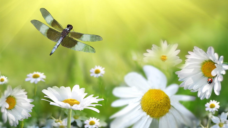 lady bug, fresh, shasta daisies, 1080P, green, spring, flowers, dragonfly, daisies, field, ladybug