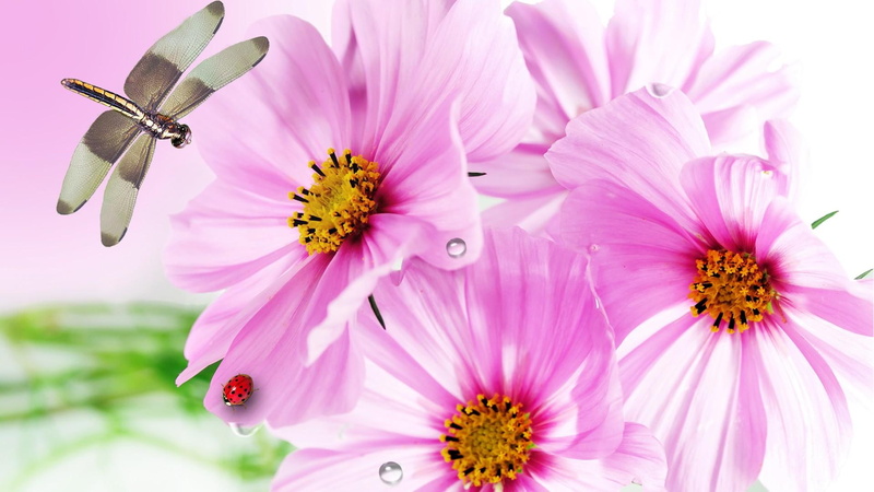 garden, spring, finest, summer, 1080P, pink, wild flowers, ladybug, gerberas, fresh, lady bug, dragonfly, summers, daisies