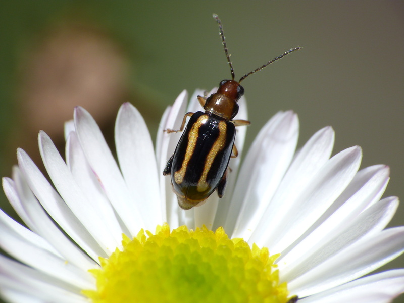 summer, flower  Bug, photography, escarabajo, insect, green Color, selective focus, focus, selective, animal, plant, flower, nature, macro, 4K, bettle