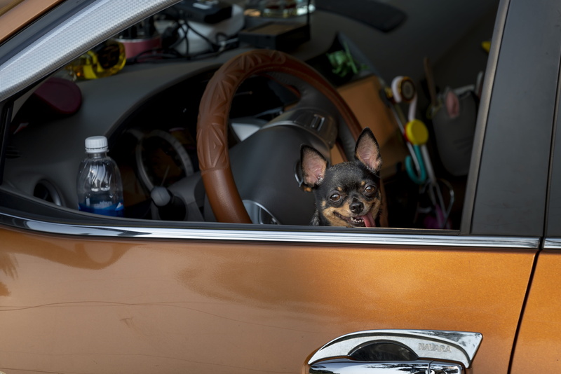 automobile, window, animal head, speedometer, automotive, dog, glass - material, domestic animals, transportation, driver, brown, domestic, transportation system