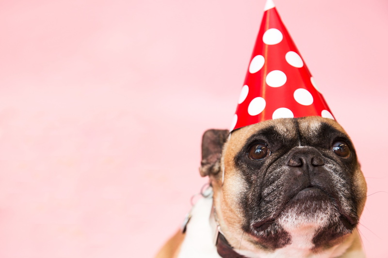 vertebrate, 4K, canine, pug, animal themes, polka dot, Funny, Happy Birthday, photo, dog, studio shot, animal body part, Portraits, one animal, indoors