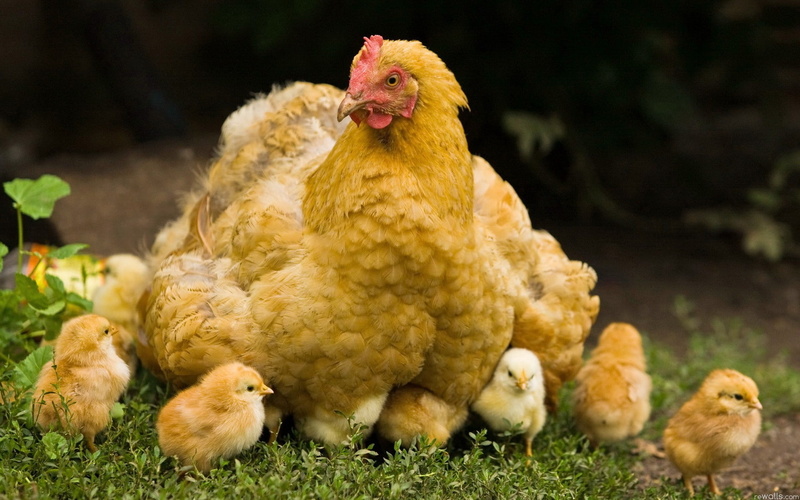 chicken, animals, rooster, hd, 1080P, chicks