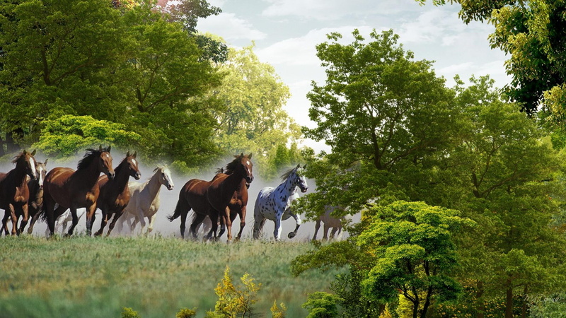 horses, field, trees, running, country, 1080P, farm, animals, herd, grass
