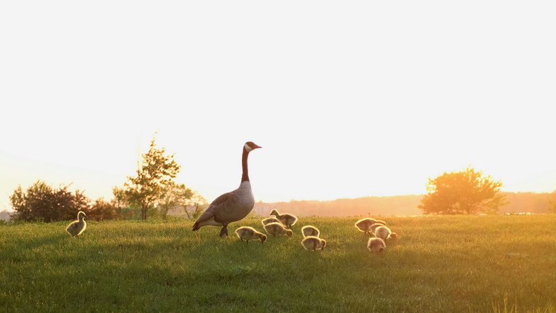 outdoors, group of animals, animal, field, Sunset, Mothers Day, bird, vertebrate, animal wildlife, nature, goose, clear sky, grass, goslings, photo, landscape
