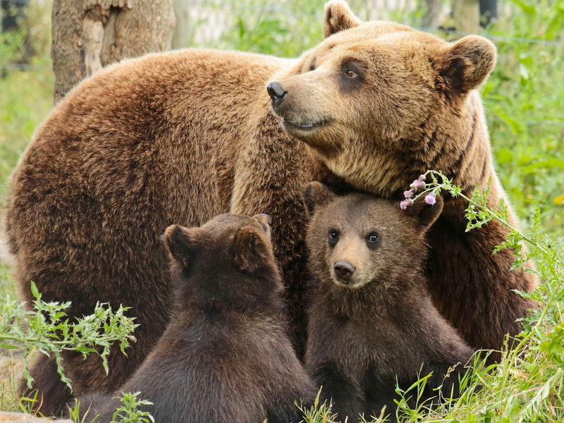 Two, Mother, Bears, Family, 2K, Cubs