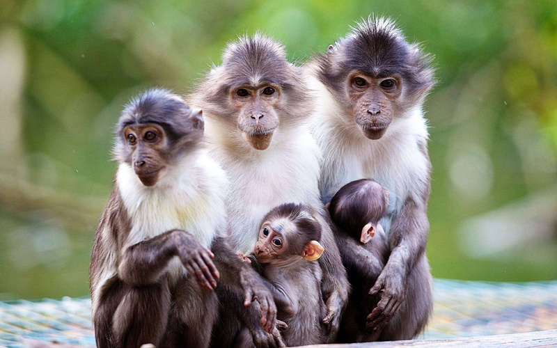 Animals, 1080P, Monkey, Family, Baby, Mother