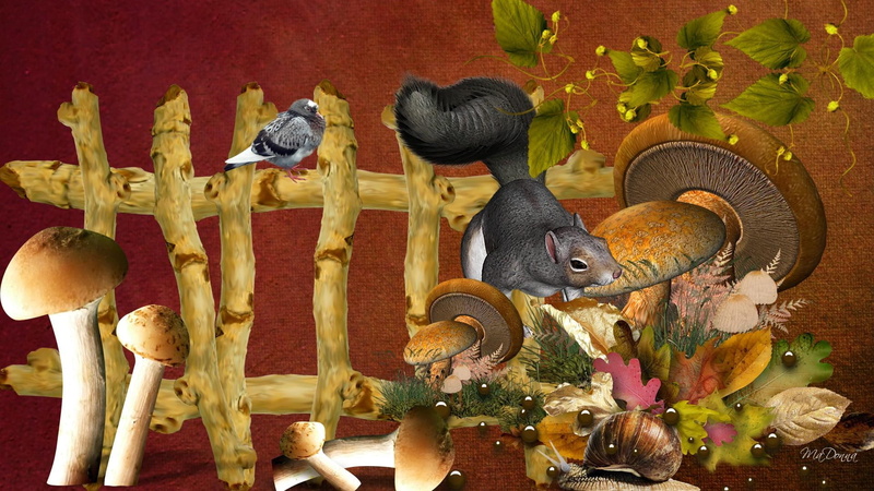 whimsical, fence, squirrel, toad stools, leaves, orange, 1080P, snail, country, mushrooms, bird, squirrels, rust, fall