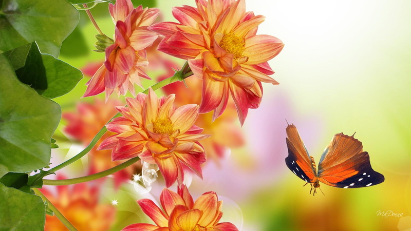 fall, astor, flowers, fleurs, color, world, colorful, orange, leaves, bright, papillon, 1080P, bring, summer, butterfly