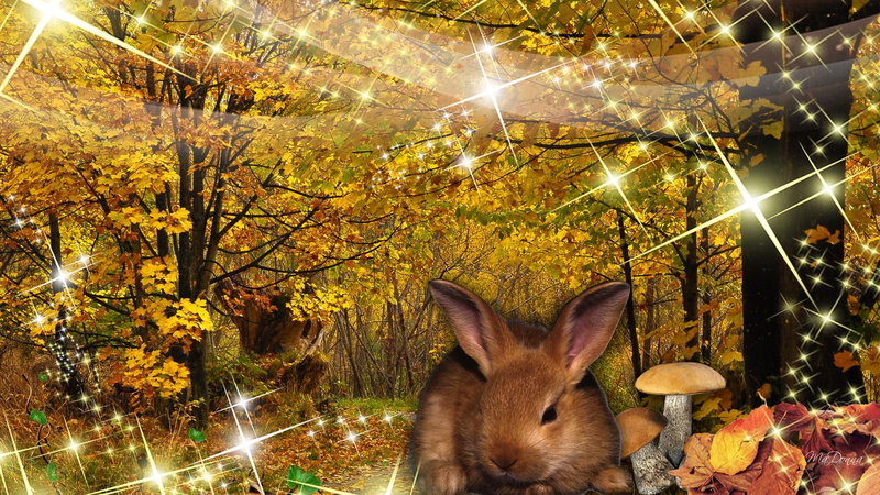 fall, bunny, funny, path, bright, sparkles, leaves, autumn, forest, rabbit, trees, lane, toad stools, sparkle, 1080P, mushrooms
