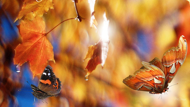 blue skys, bright, maple, seasons, butterfly, shine, gold, sunshine, morning, 1080P, fall, tree, orange, leaves