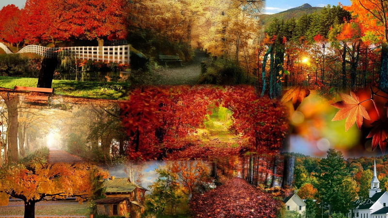 color, country, house, fall, trees, bright, 1080P, collage, lane, chapel, fence, gold, leaves, orange, church, path