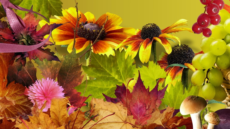 bright, mushrooms, 1080P, dais, fall, flowers, leaves, dahlia, perfect, gerbera, gold, ribbon, autumn, berries, mountain ash