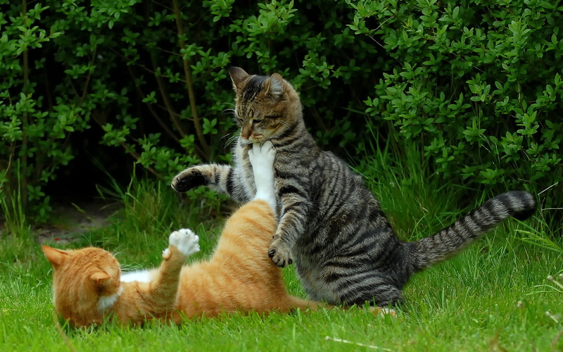 1080P, cat, funny cat, background, fight