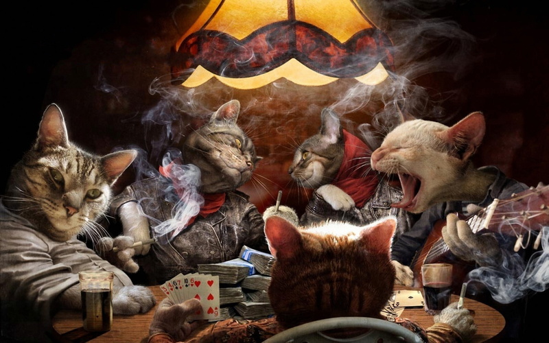 game, poker, cat, 1080P, cards, humor, funny
