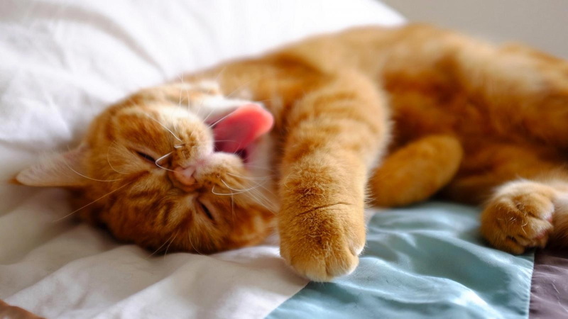 cats, spam, humor, 720P, t, don, funny, like, tigers, eeew