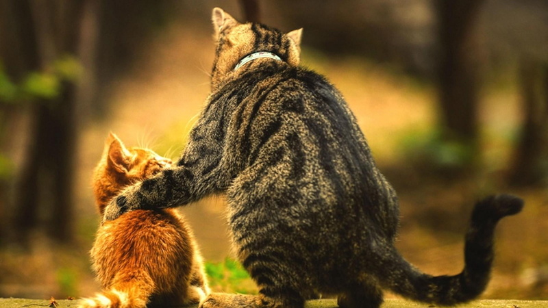 cute, happy, funny, cat, domestic, animals, catling, friends, furry friends, cats, fur, 1080P