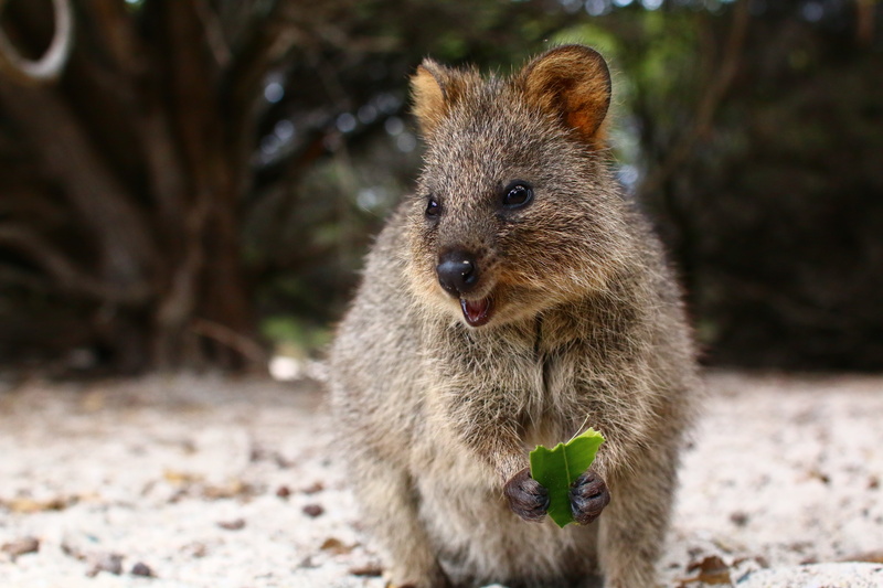 focus on foreground, quokka, looking at camera, animal, vertebrate, one animal, day, standing, brown, food, land, close-up, mammal, animal head, animal themes