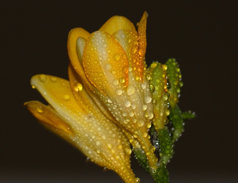 outdoors, fragility, studio shot, vulnerability, background, raindrop, freshness, flowering plant, flower head, close-up, dew, yellow, inflorescence, isolated