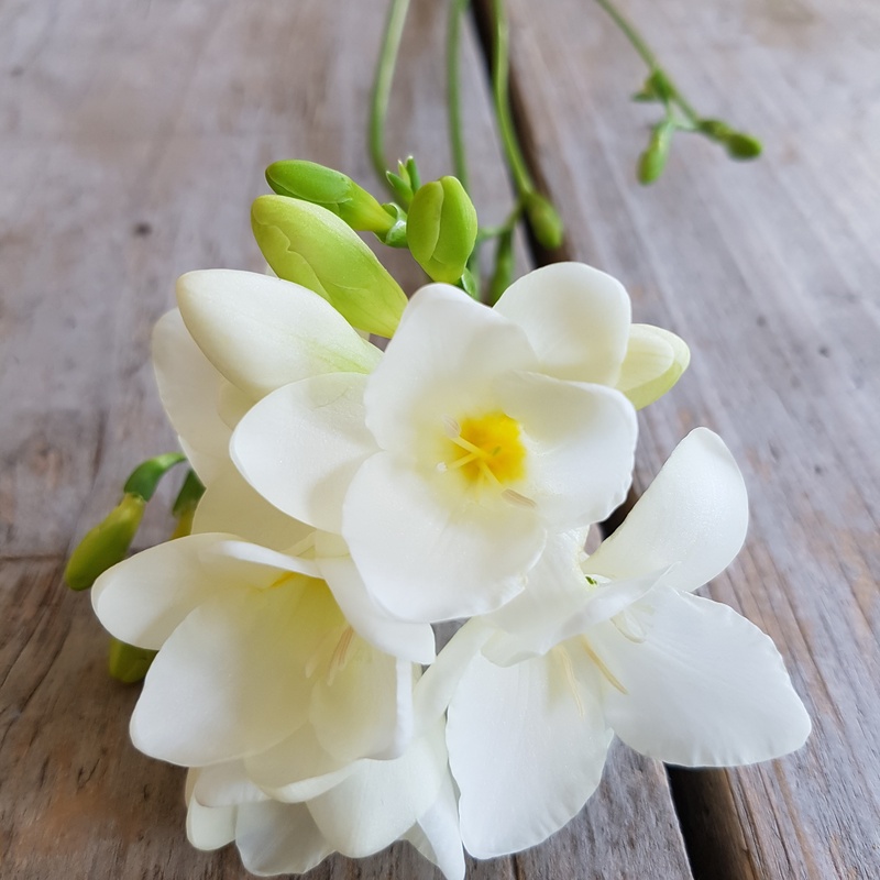 focus on foreground, beauty in nature, plant, nature, petal, flower, indoors, flower head, white color, inflorescence, vulnerability, no people, wood - material