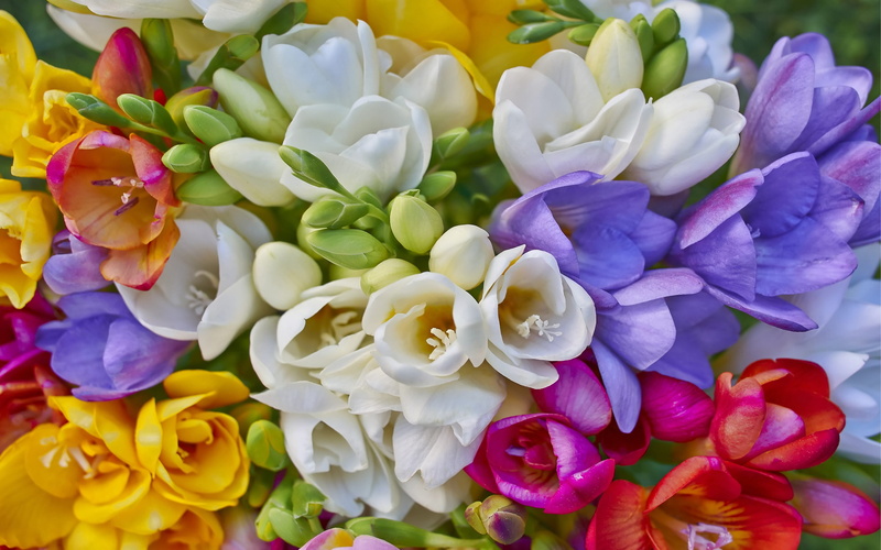 Colors, 4K, sia, Flowers, Flower